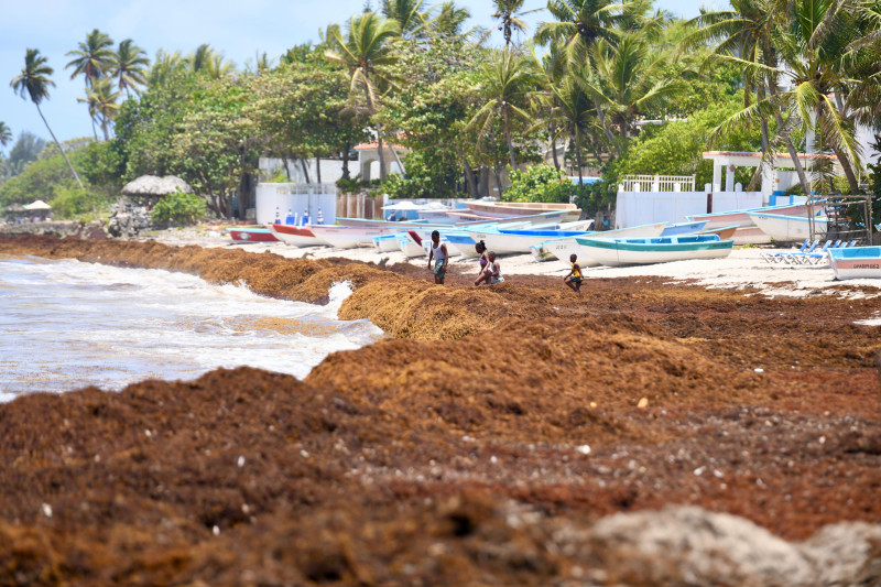 Acumulación de sargazo en la orilla de una playa de Boca Chica, con algas cubriendo parte del agua y la arena.