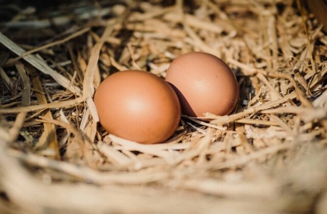 Consumo de huevos en República Dominicana: los dominicanos consumen un promedio de 320 huevos al año.