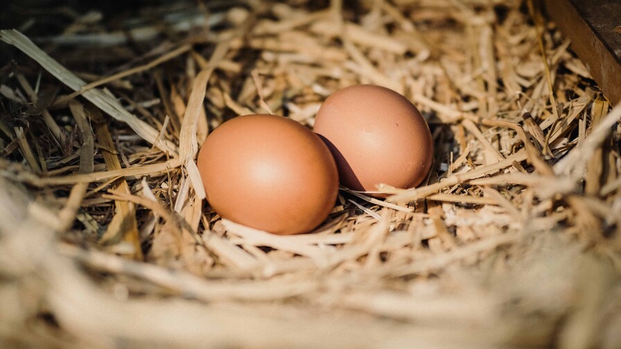 Consumo de huevos en República Dominicana: los dominicanos consumen un promedio de 320 huevos al año.